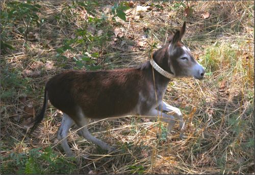 Collared donkey